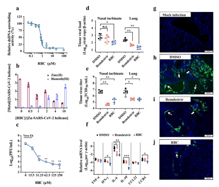 (a) Inhibition of the double-stranded (ds) DNA unwinding activity of the SARS-CoV-2 helicase by RBC (b) The substitution of zinc(II) in SARS-CoV-2 helicase by bismuth(III). (c) Virus copies in the cell culture supernatant exposed to RBC treatment were determined at 48 hours post viral infection in Vero E6 cells (d-f) Hamsters were intranasally inoculated with 104 p.f.u. of SARS-CoV-2 and intraperitoneally given either DMSO (vehicle control), RBC or remdesivir. Respiratory tissue viral yields in the nasal turbinate and lung tissues of the hamsters were determined by (d) qRT–PCR assay and (e) median tissue culture infective dose (TCID50) assay, respectively. (f) Representative chemokine and cytokine assessment of the lung tissues (n = 3) of the indicated groups, as detected in the lung tissue homogenate. The results are shown as mean ± s.d. *P < 0.05, **P < 0.01 and ***P < 0.001 when compared with the DMSO group. NS, not significant. (g-j) Representative images of the viral N protein distribution in lung tissue sections from groups of uninfected hamsters (g) and infected hamsters treated with DMSO (h), Remdesivir (i) and RBC (j), respectively.